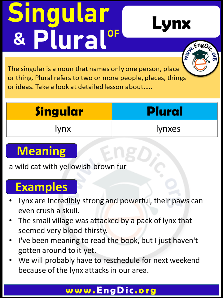 Lynx Plural, What is the Plural of Lynx?