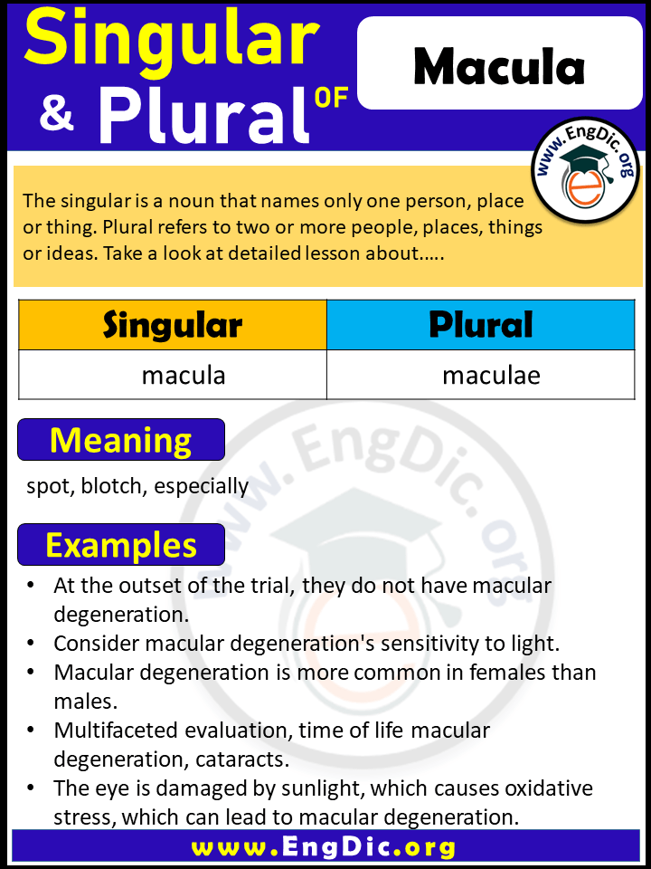 Macula Plural, What is the Plural of Macula?