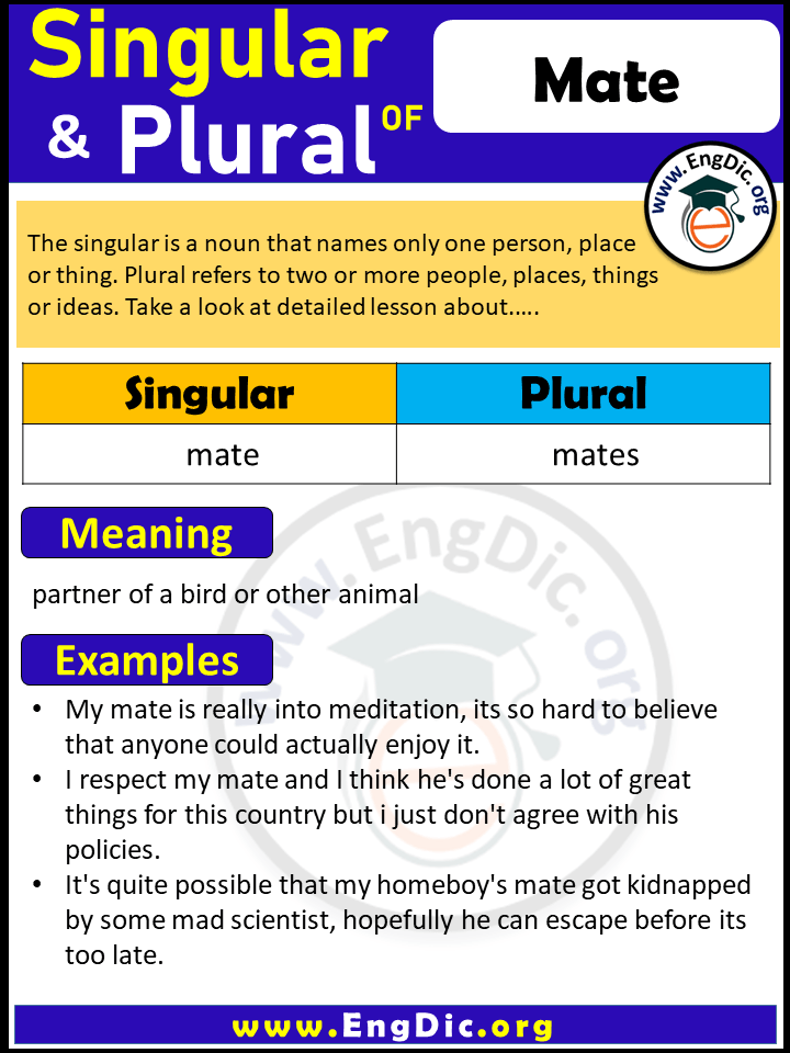 Mate Plural, What is the Plural of Mate?