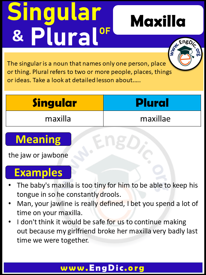 Maxilla Plural, What is the Plural of Maxilla?