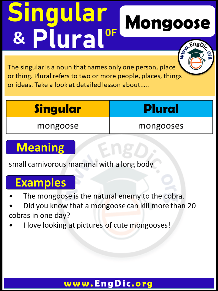 Mongoose Plural, What is the Plural of Mongoose?