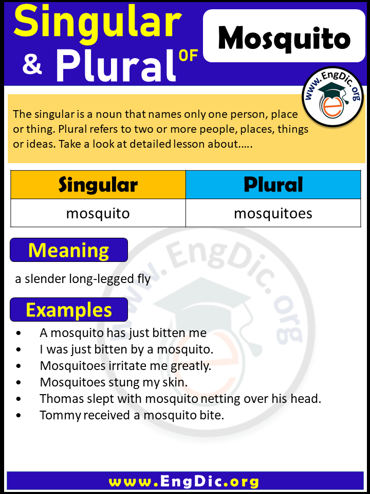 Mosquito Plural, What is the Plural of Mosquito?