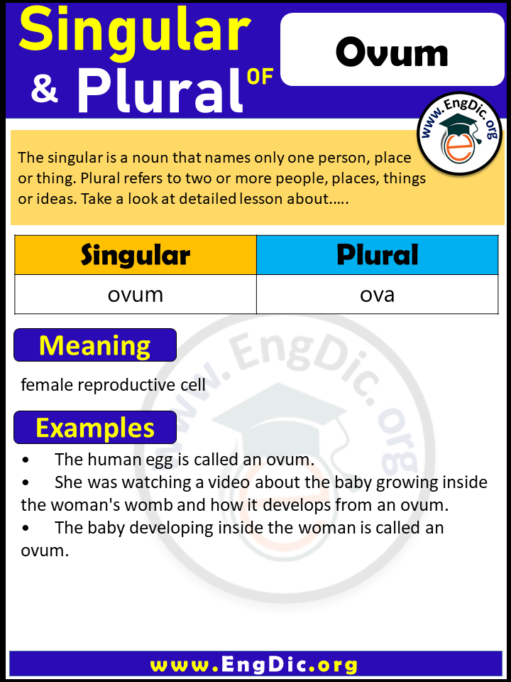 Ovum Plural, What is the Plural of Ovum?