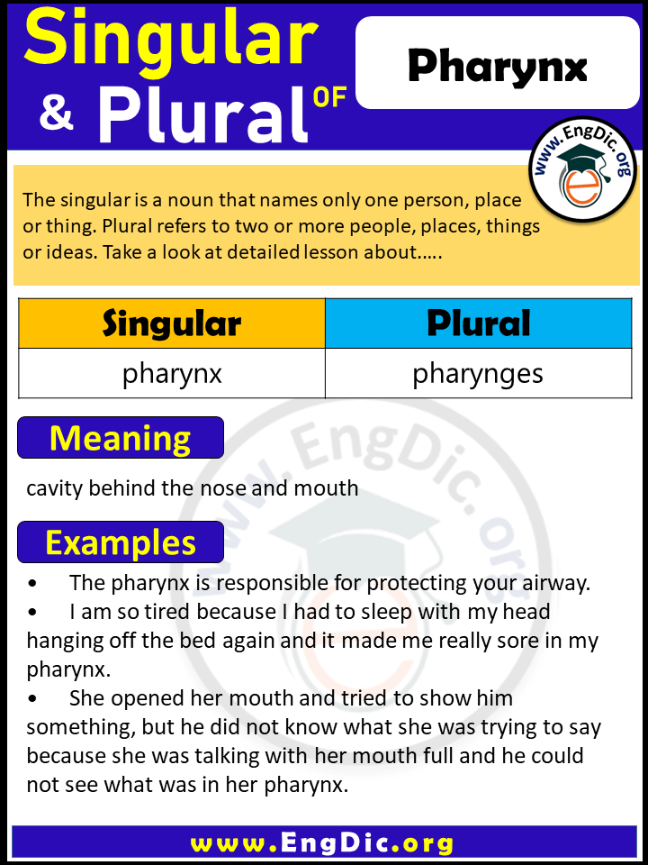 Pharynx Plural, What is the Plural of Pharynx?