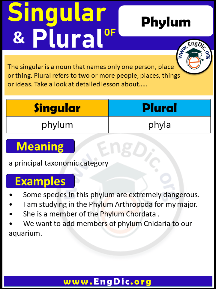 Phylum Plural, What is the Plural of Phylum?