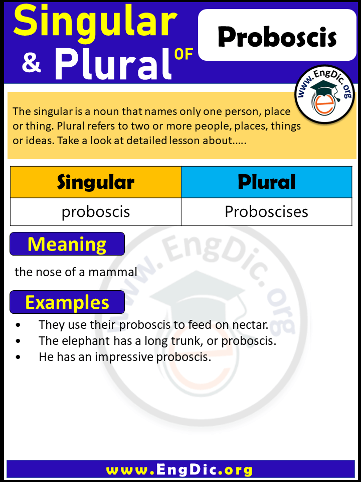Proboscis Plural, What is the Plural of Proboscis?