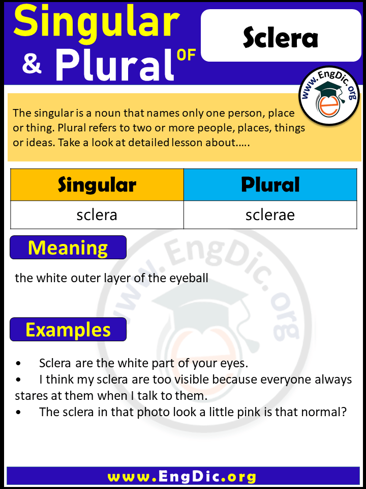 Sclera Plural, What is the Plural of Sclera?