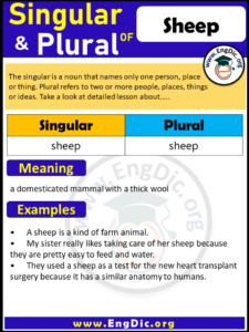 plural form ng sheep