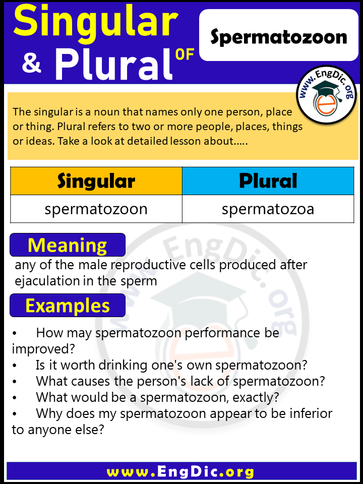Spermatozoon Plural, What is the Plural of Spermatozoon?