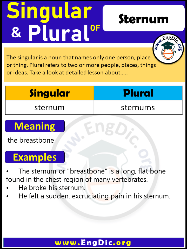 Sternum Plural, What is the Plural of Sternum?