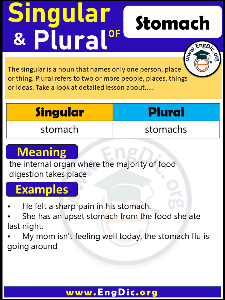 Stomach Plural, What is the Plural of Stomach?
