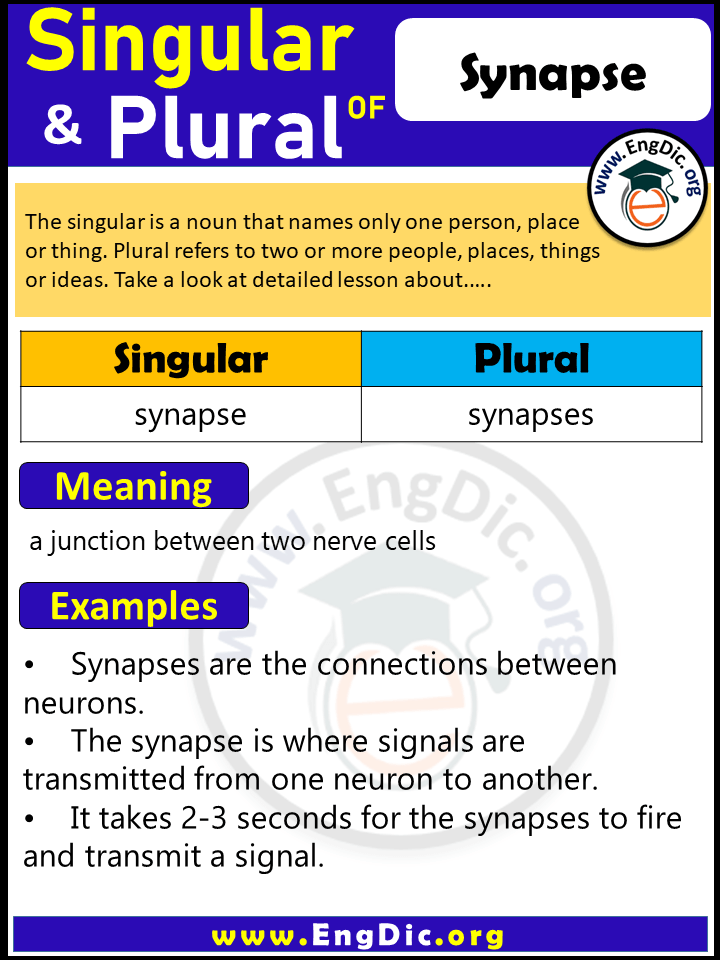 Synapse Plural, What is the Plural of Synapse?