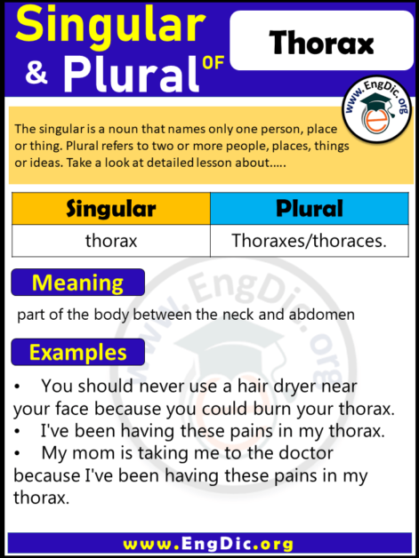Plural Form Of Thorax Archives EngDic