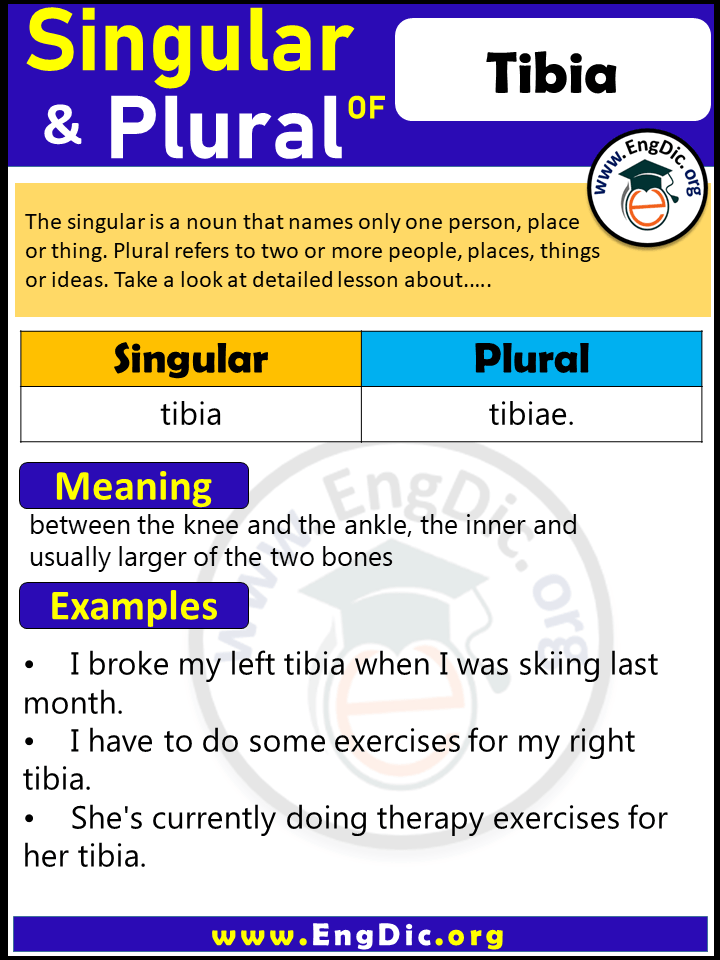 Tibia Plural, What is the Plural of Tibia?