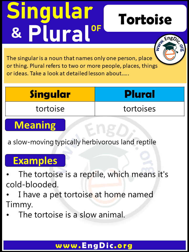 Tortoise Plural, What is the Plural of Tortoise?