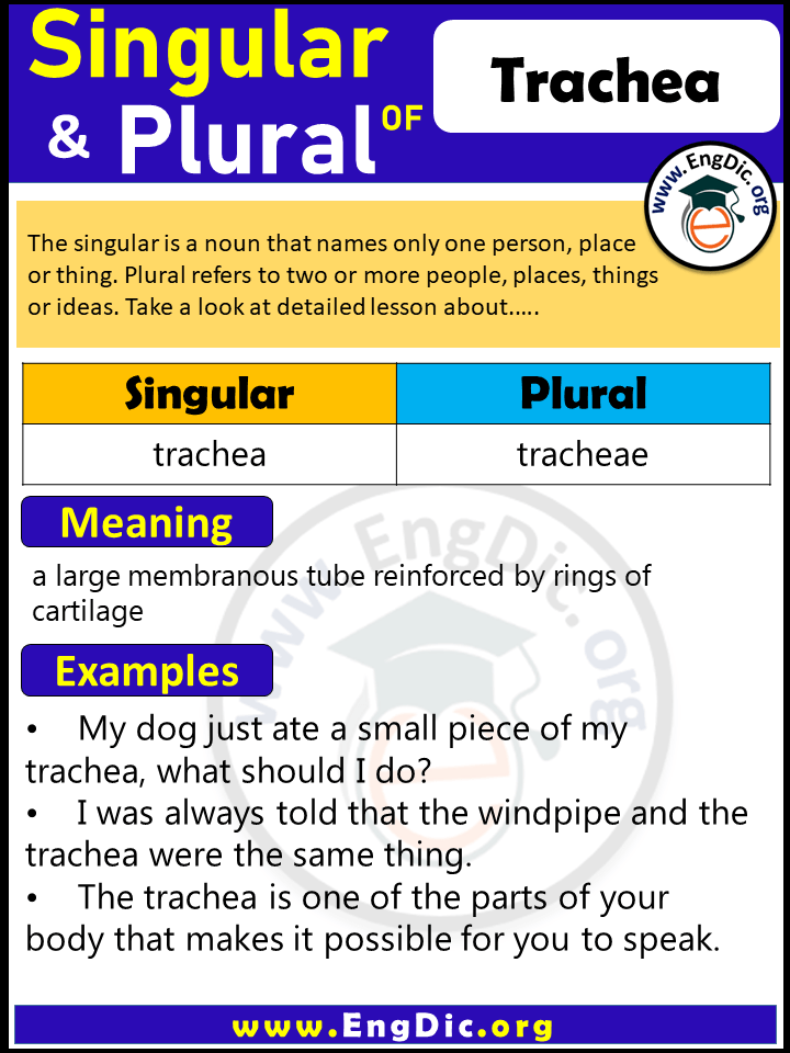 Trachea Plural, What is the Plural of Trachea?