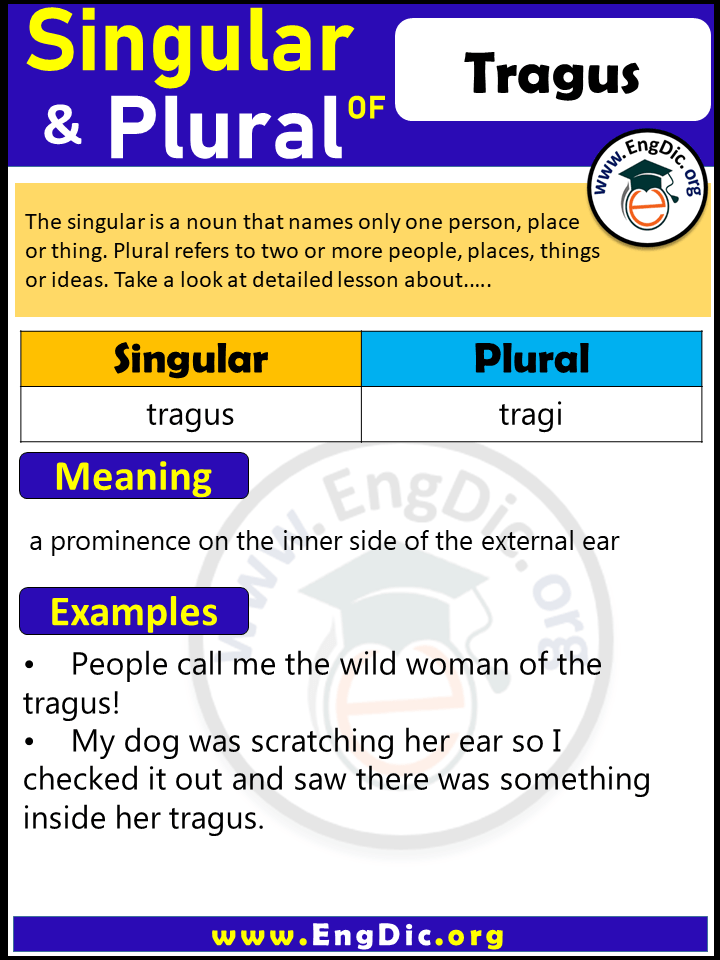 Tragus Plural, What is the Plural of Tragus? Tragus Plural, What is the Plural of Tragus?