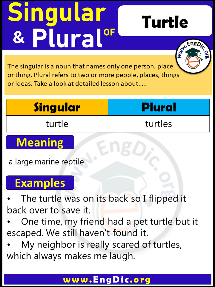 Turtle Plural, What is the Plural of Turtle?
