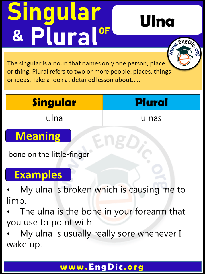 Ulna Plural, What is the Plural of Ulna?