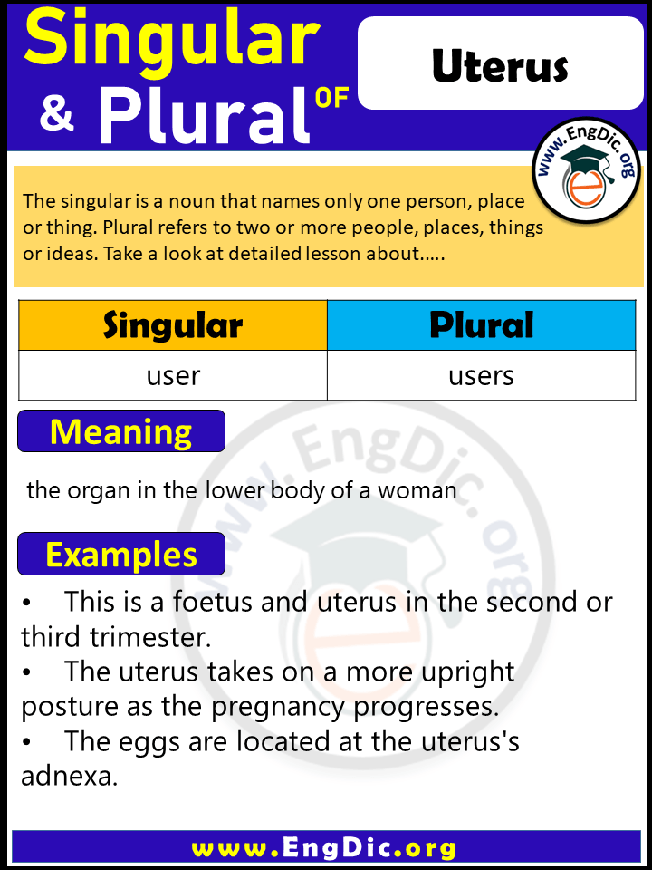 Uterus Plural, What is the Plural of Uterus? - EngDic