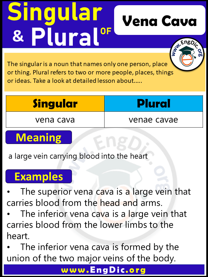 Vena Cava Plural, What is the Plural of Vena Cava?