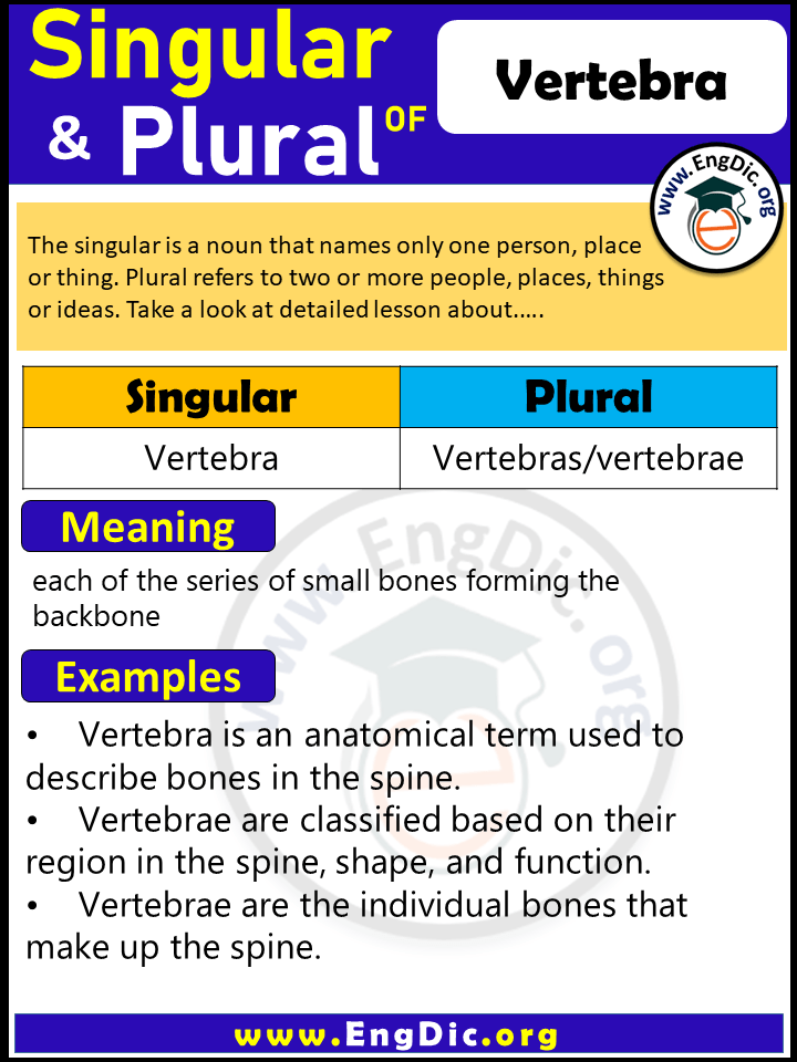 Vertebra Plural, What is the Plural of Vertebra?