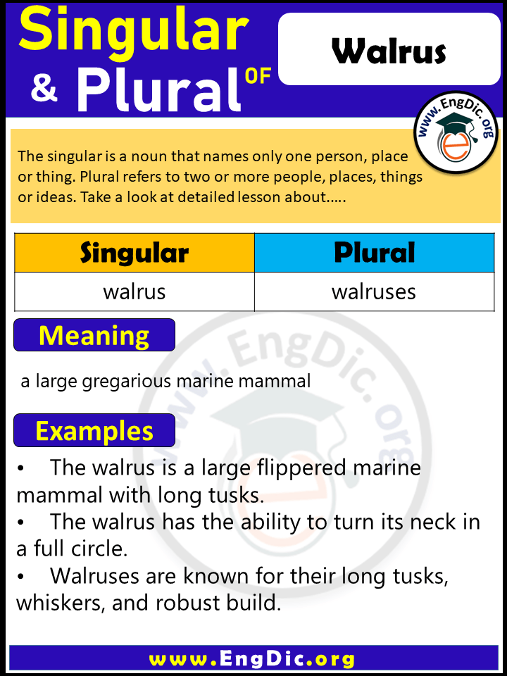Walrus Plural, What is the Plural of Walrus?