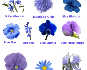 10 Blue Flowers names with Pictures, Flower Names