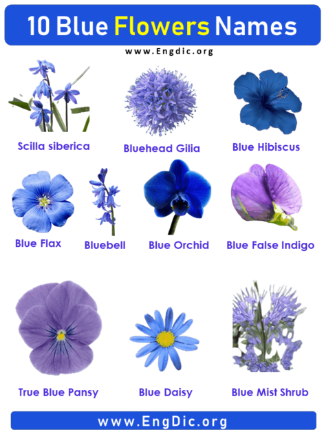 10 Blue Flowers names with Pictures, Flower Names - EngDic