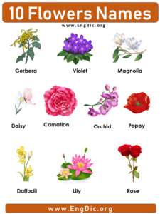 10 Flowers Name with Pictures, Definition, & Examples - EngDic