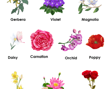 10 Flowers names with Pictures, Flowers names list