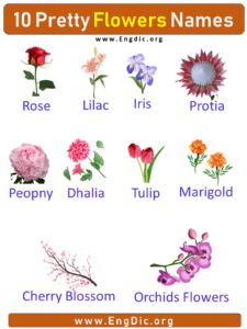 10 Pretty Flower Names with Pictures, Flower Names – EngDic