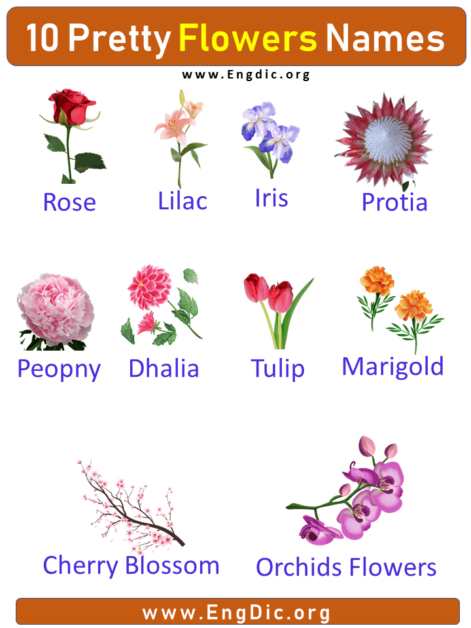 10 Pretty Flower Names with Pictures, Flower Names - EngDic