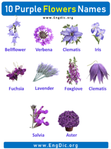 10 Purple Flowers names with Pictures, Flower Names - EngDic