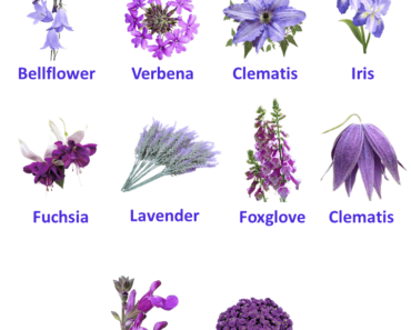 10 Purple Flowers names with Pictures, Flower Names