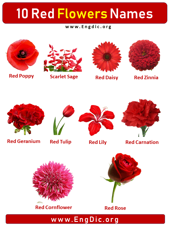 10 Red Flowers names with Pictures