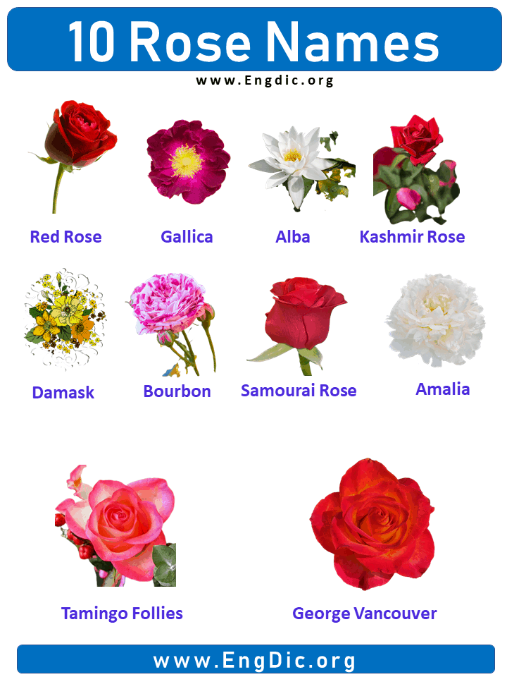 10 Rose names with pictures