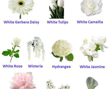 10 White Flowers Names, Flower names with pictures