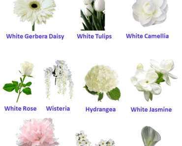 10 White Flowers Names Archives - EngDic