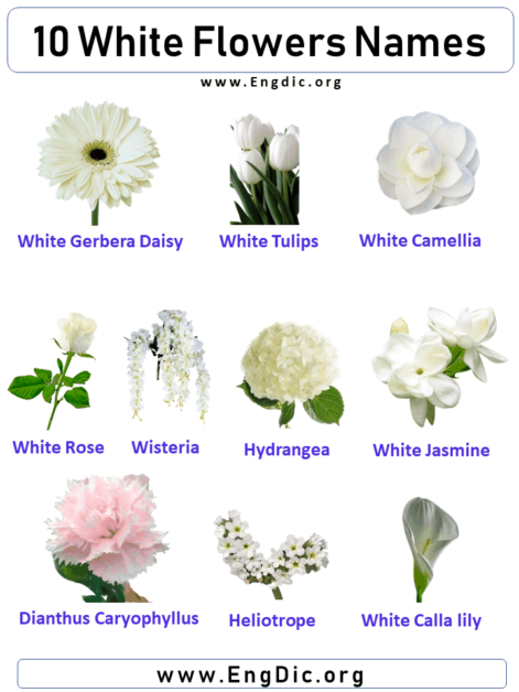 10 White Flowers Names, Flower Names With Pictures - Engdic