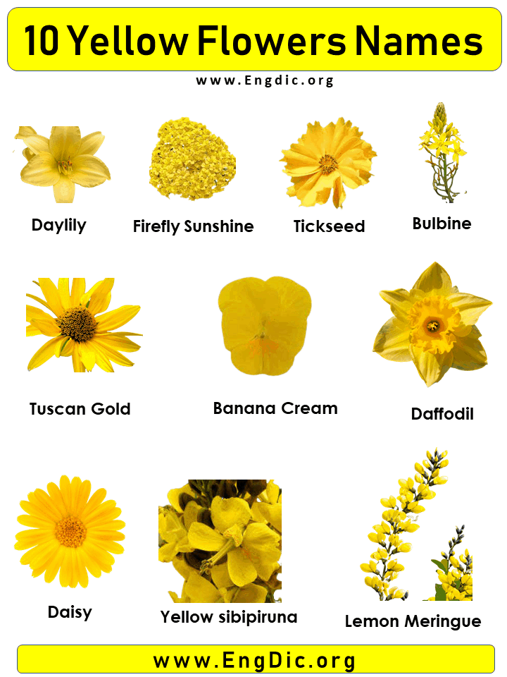 10 Yellow Flowers names with Pictures