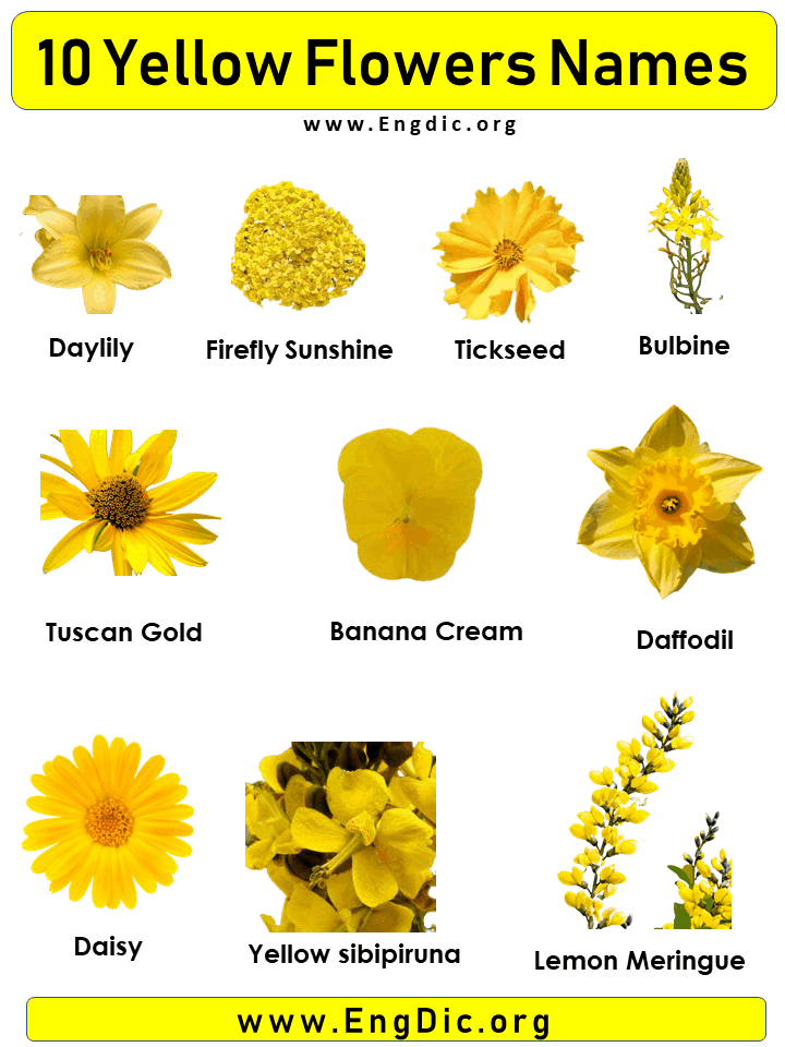 10 Yellow Flowers names with Pictures EngDic