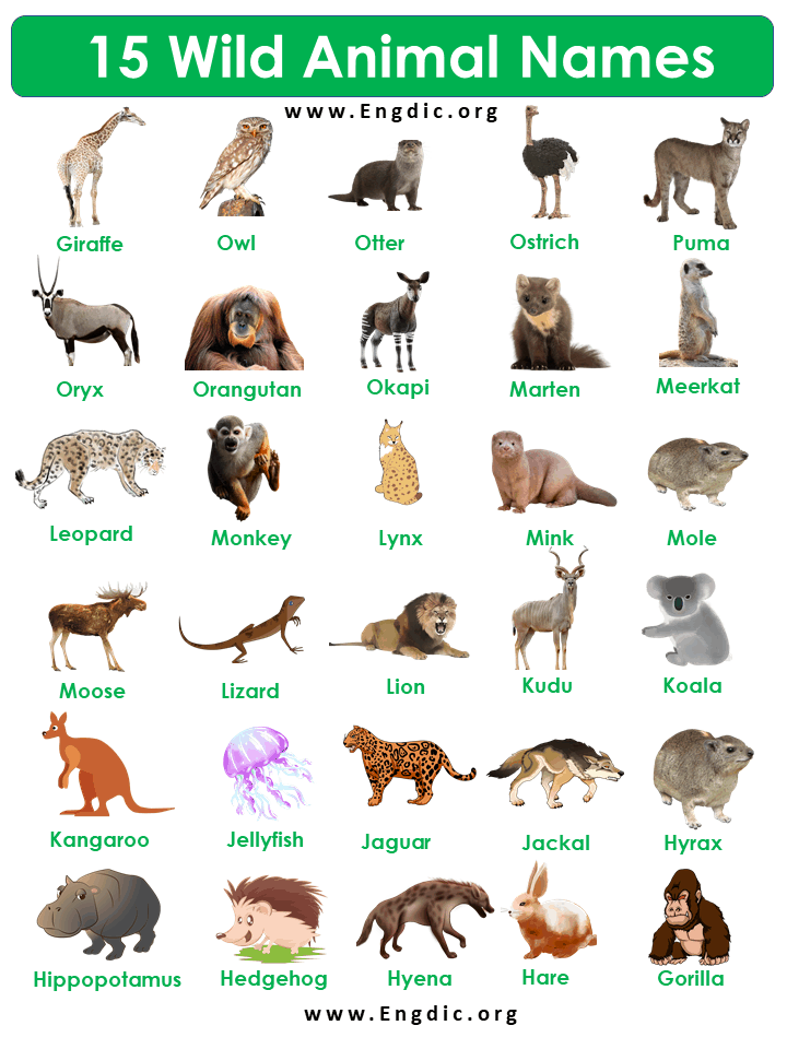 15 Wild animals Name, Wild animal names list in English - EngDic