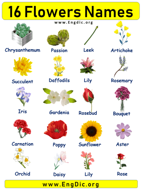 15 Flowers Names with Pictures - EngDic