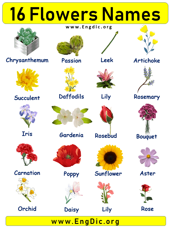 15 Flowers Names with Pictures – EngDic