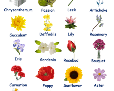 20 Flowers names with Pictures, Flower names list