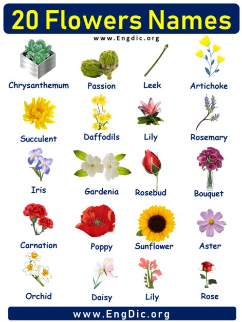 20 Flowers Name with Pictures - EngDic