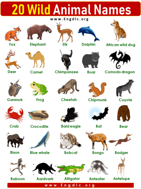 20 Wild Animal Names list in English - EngDic