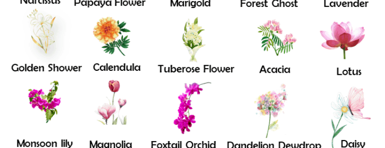 25 Flowers Names, Flower Names List with Pictures