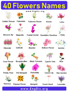 40 Flowers Names, Flower Names List - EngDic